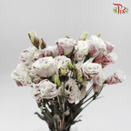 Eustoma - Dyed Dark Maroon (650-750 Gram)-Red-China-prflorist.com.my