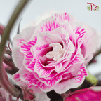 Eustoma - Dyed Dark Pink (650-750 Gram)-Pink-China-prflorist.com.my