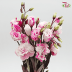 Eustoma - Dyed Dark Pink (650-750 Gram)-Pink-China-prflorist.com.my