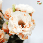 Eustoma - Dyed Orange (650-750 Gram)-Orange-China-prflorist.com.my