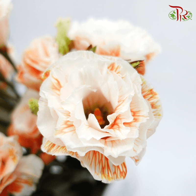 Eustoma - Dyed Orange (650-750 Gram)-Orange-China-prflorist.com.my
