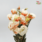 Eustoma - Dyed Orange (650-750 Gram)-Orange-China-prflorist.com.my