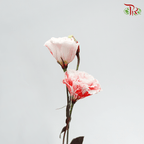 Eustoma - Dyed Red (650-750 Gram)-Red-China-prflorist.com.my