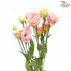 Eustoma - Gleam (650-750 Gram)-Pink-China-prflorist.com.my