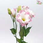 Eustoma - Largo Pink Picotee (10 Stems)-Marble Pink-Vietnam-prflorist.com.my