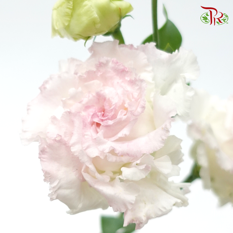Eustoma