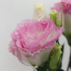 Eustoma - Marble Pink 3 (10 Stems)-Pink-Vietnam-prflorist.com.my