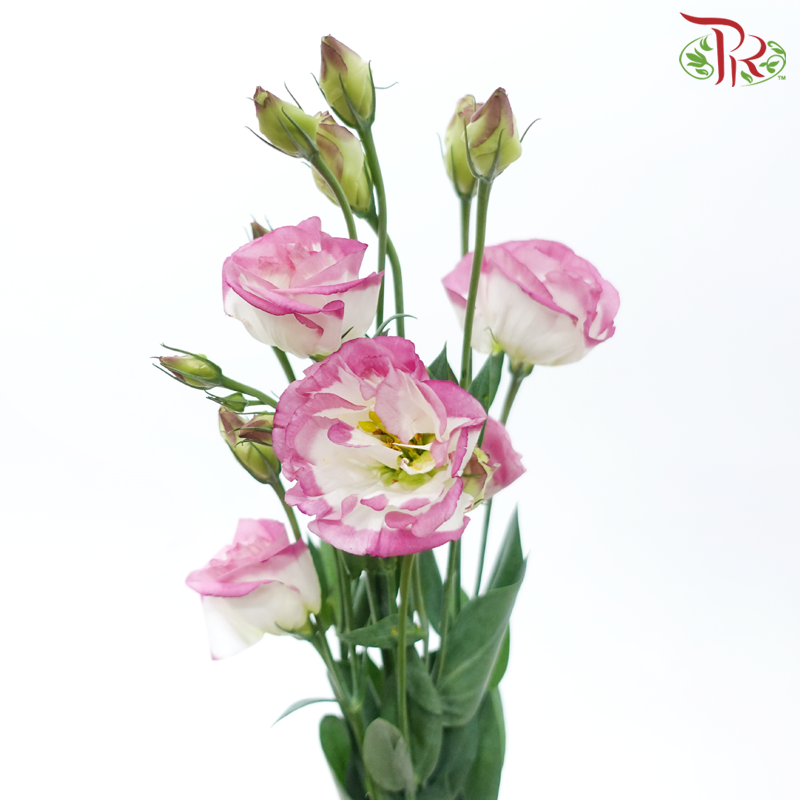 Eustoma - Marble Pink (650-750 Gram)-Pink / White-China-prflorist.com.my