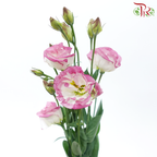 Eustoma - Marble Pink (650-750 Gram)-Pink / White-China-prflorist.com.my
