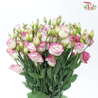 Eustoma - Marble Pink (650-750 Gram)-Pink / White-China-prflorist.com.my