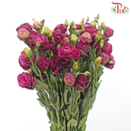 Eustoma Nessen - Dark Cherry Pink (500-600 Gram)-Pink-China-prflorist.com.my