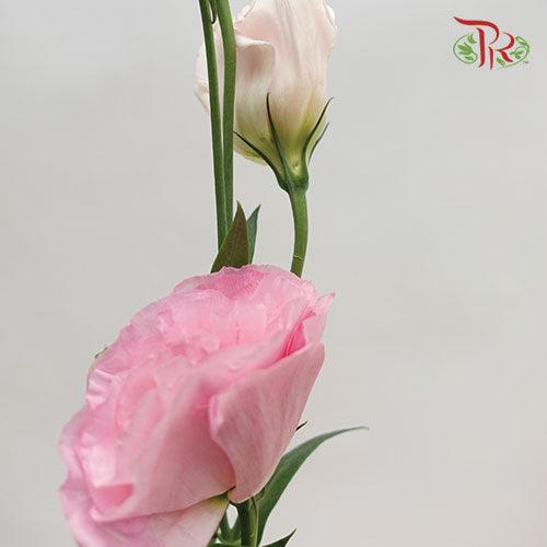 Eustoma - Pink (10 Stems)-Pink-Ecd-prflorist.com.my