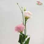 Eustoma - Pink (650-750 Gram)-Pink-China-prflorist.com.my