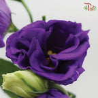 Eustoma - Purple (10 Stems)-Purple-Vietnam-prflorist.com.my