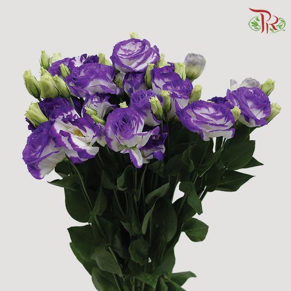 Eustoma - Purple White (10 Stems)-Purple-Vietnam-prflorist.com.my