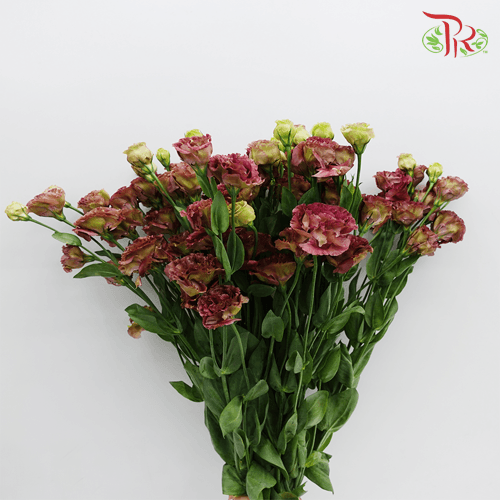 Eustoma