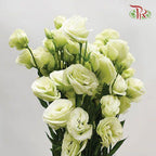 Eustoma - Rosita 3 Green (10 Stems)-Green-Vietnam-prflorist.com.my