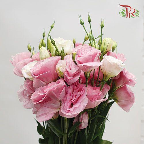 Eustoma RP- Pink (10 Stems)-Pink-Taiwan-prflorist.com.my