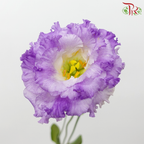 Eustoma - Smoke Grey Purple (650-750 Gram)-Smoke Grey-China-prflorist.com.my