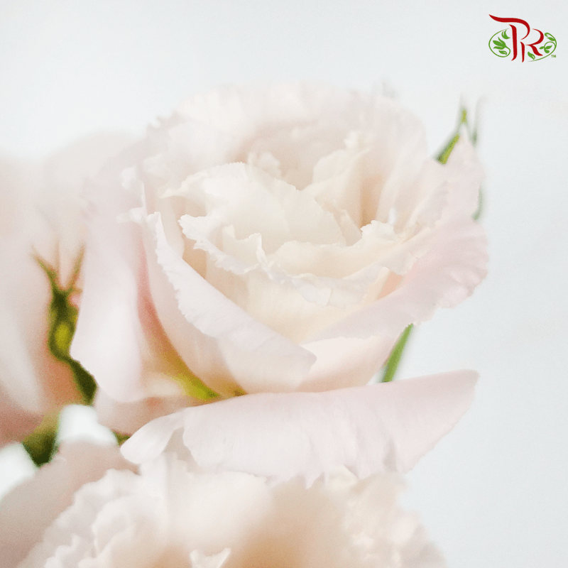 Eustoma- Soft Pink ( 700-800 Gram Per Bundle )-Pudu Ria Florist-prflorist.com.my