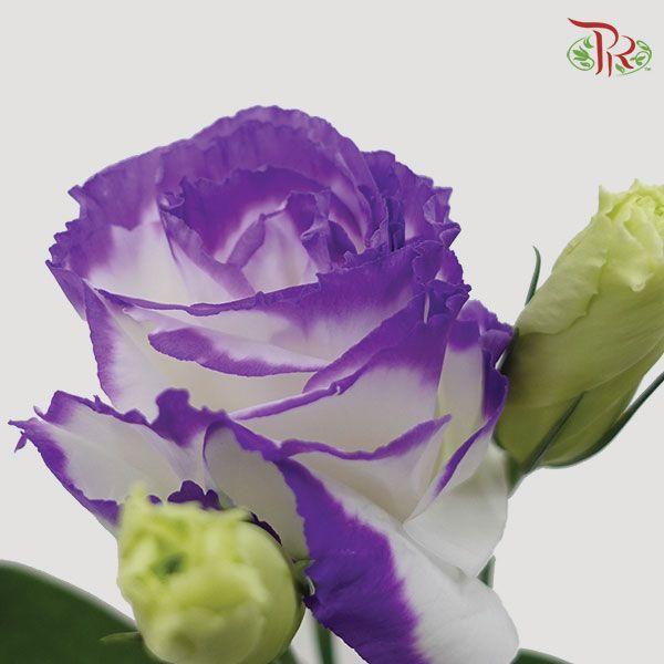 Eustoma - Umihonoka (10 Stems)-Purple-Taiwan-prflorist.com.my
