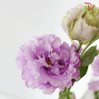 Eustoma - Violet Wave (650-750 Gram)-Violet-China-prflorist.com.my