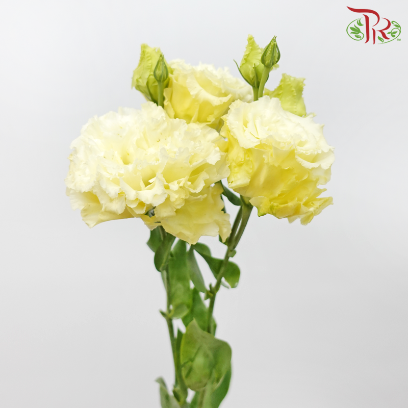 Eustoma - Voyage Yellow (10 Stems)-Voyage Yellow-Taiwan-prflorist.com.my