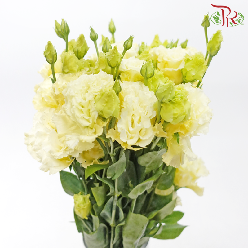 Eustoma