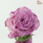 Eustoma - Wave Lavender Purple (650-750 Gram)-Purple-China-prflorist.com.my