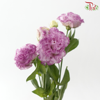 Eustoma - Wave Lavender Purple (650-750 Gram)-Purple-China-prflorist.com.my