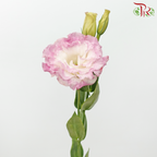 Eustoma Wave - Marble Pink (650-750 Gram)-Pink-China-prflorist.com.my