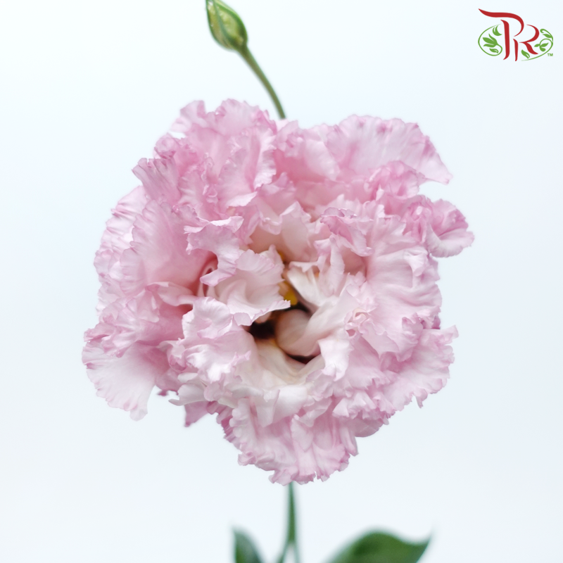 Eustoma Wave - Pink (650-750 Gram)-Pink-China-prflorist.com.my