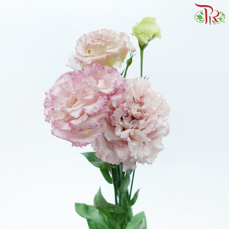 Eustoma Wave - Pink (650-750 Gram)-Pink-China-prflorist.com.my