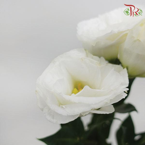 Eustoma - White (10 Stems)-White-Ecd-prflorist.com.my
