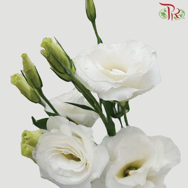 Eustoma - White (Per Bunch)-White-Malaysia-prflorist.com.my