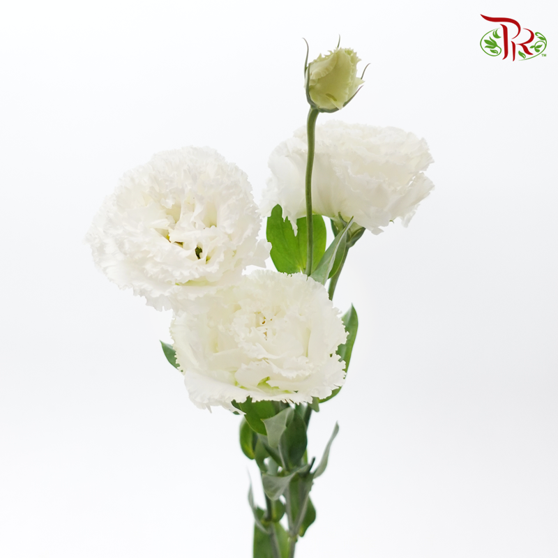 Eustoma