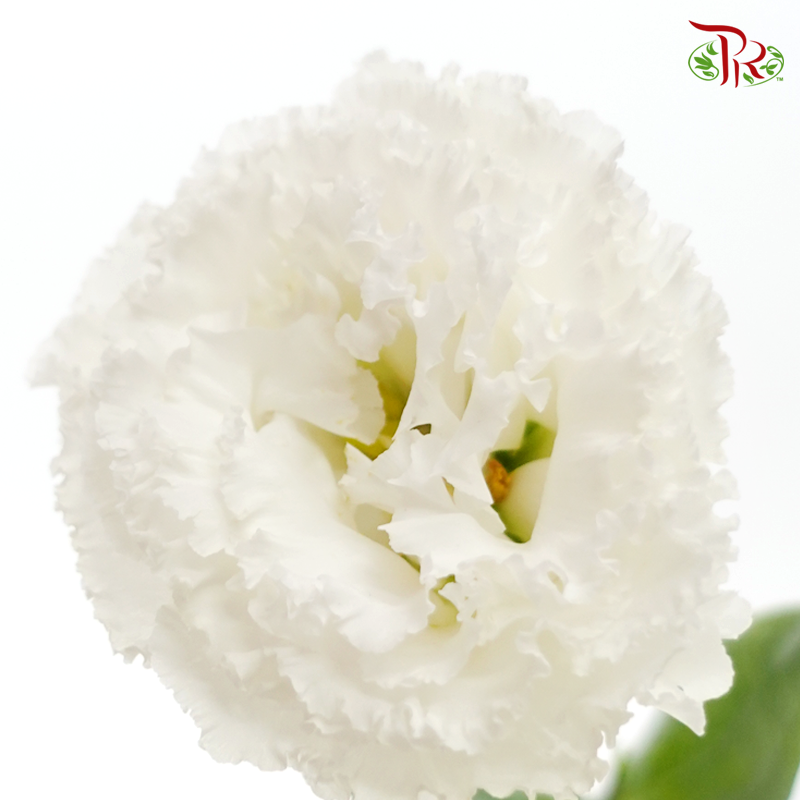 Eustoma
