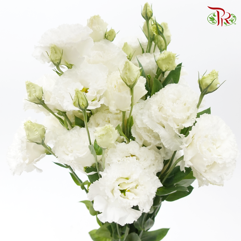 Eustoma