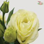 Eustoma - Yellow (10 Stems)-Yellow-Taiwan-prflorist.com.my