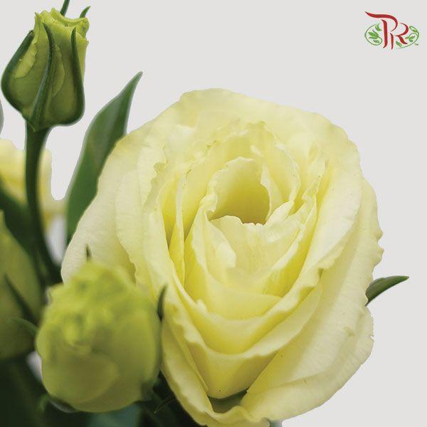 Eustoma - Yellow (10 Stems)-Yellow-Taiwan-prflorist.com.my