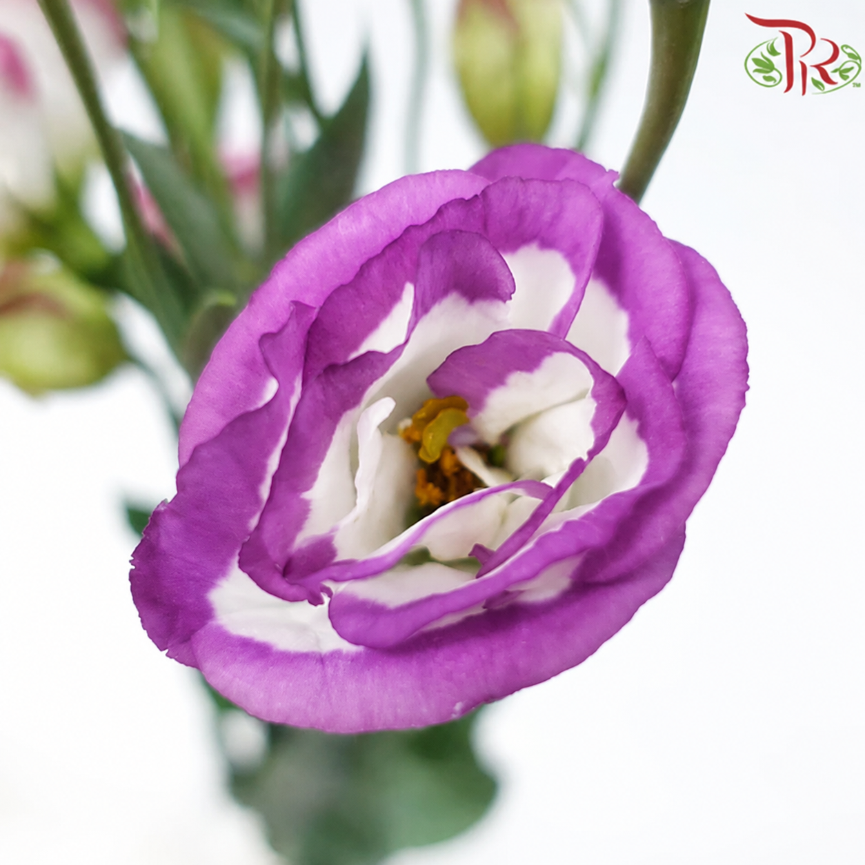 Eustoma《洋桔梗》