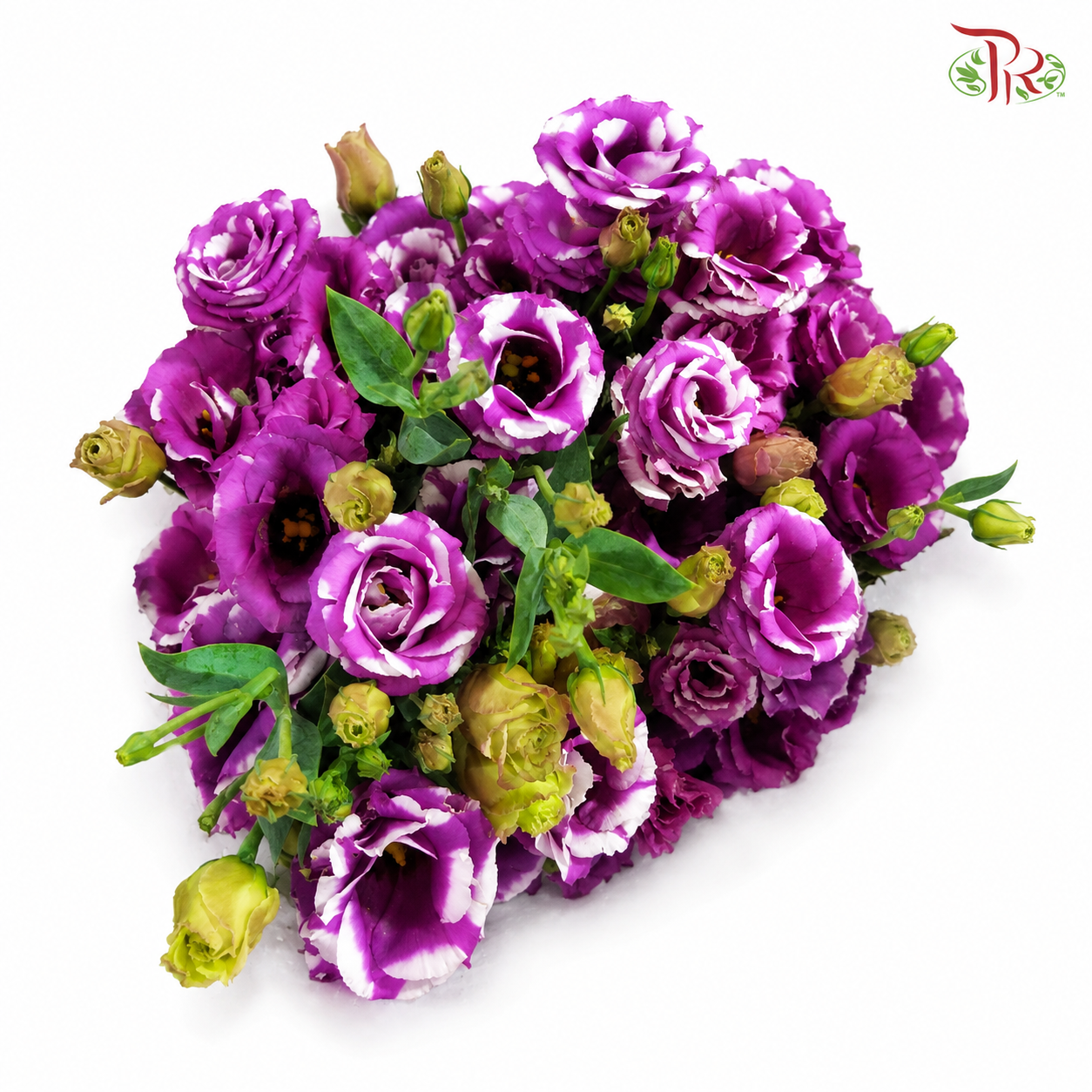 Eustoma《洋桔梗》