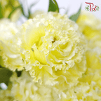 Eustoma - Yellow (700-800 Gram) - Pudu Ria Florist