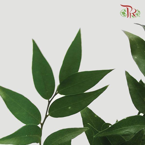 Evergreen Leaf - 万年青