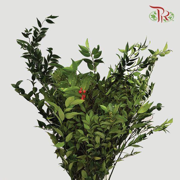 Evergreen Leaf - 万年青