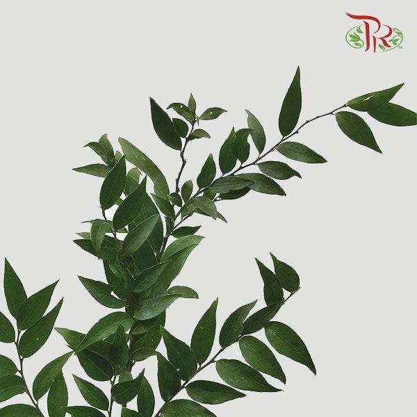 Evergreen Leaf - 万年青