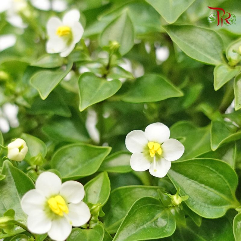 Exacum《紫芳草》