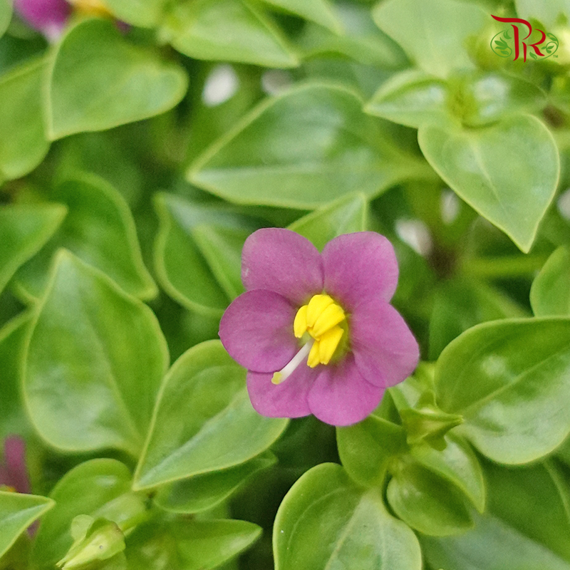 Exacum《紫芳草》
