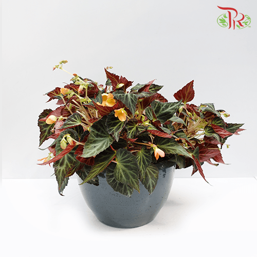 Begonia Glowing Embers《秋海棠》 - Pudu Ria Florist