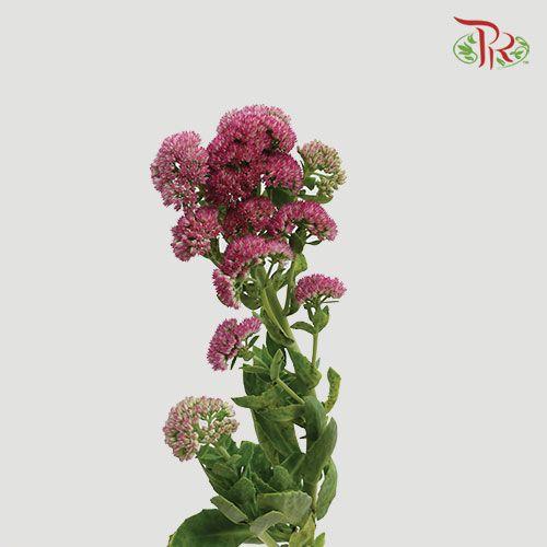 Trachelium - (Per Bunch) - Pudu Ria Florist